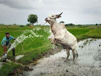 A Day in the Rice Field