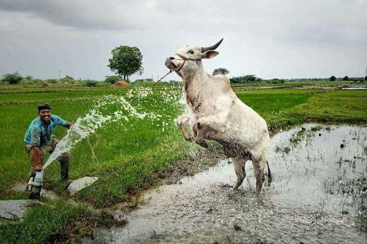 A Day in the Rice Field